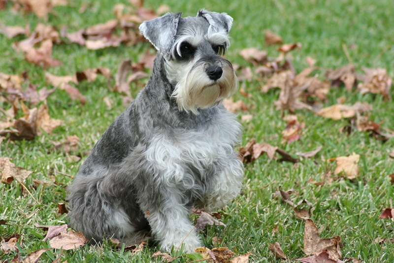 Unveiling the Rarity Exploring Unique Miniature Schnauzer Colors