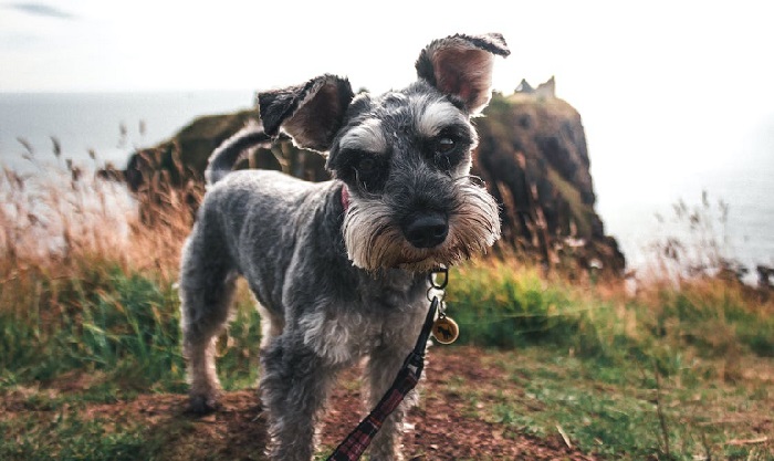 Unveiling the Rarity Exploring Unique Miniature Schnauzer Colors