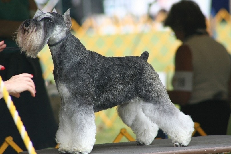 Unveiling the Rarity Exploring Unique Miniature Schnauzer Colors