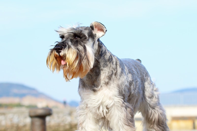 Unveiling the Rarity Exploring Unique Miniature Schnauzer Colors